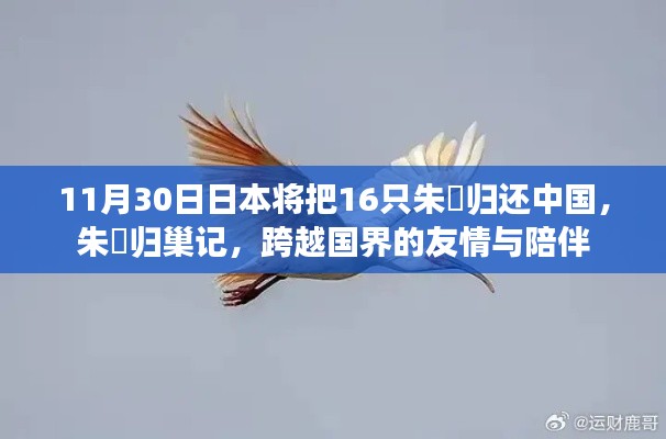 朱鹮归巢,跨越国界的友情与陪伴——日本归还中国16只朱鹮纪念