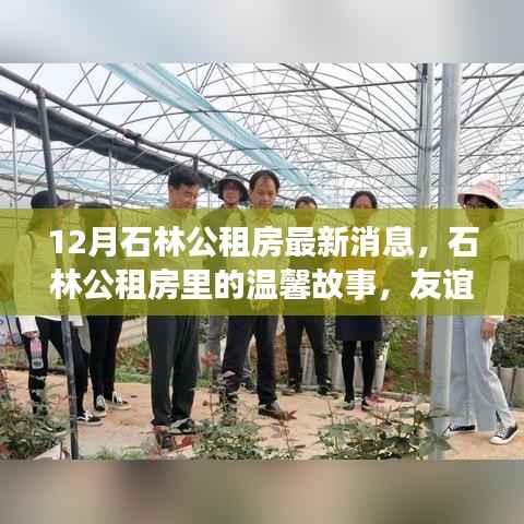 石林公租房十二月最新动态,温馨故事与家的温暖相伴