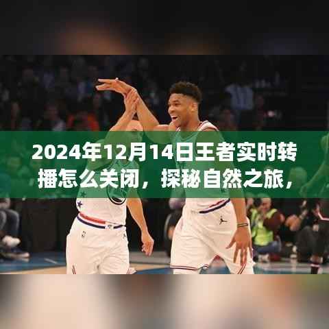 探秘自然之旅与王者实时转播,心态调整与关闭指南,享受宁静时光