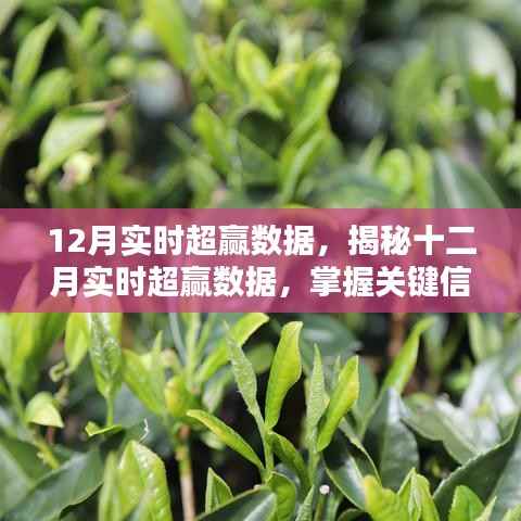 揭秘十二月超赢数据,掌握关键信息,赢在起跑线!