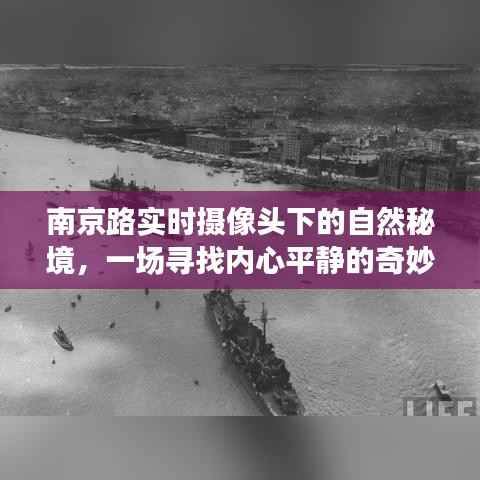 南京路摄像头下的自然秘境,心灵平静之旅