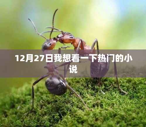 12月27日热门小说推荐,不容错过!