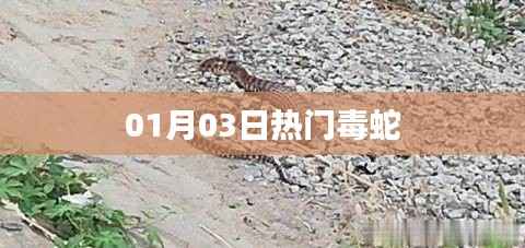 毒蛇热门事件,揭秘一月三日最新动态