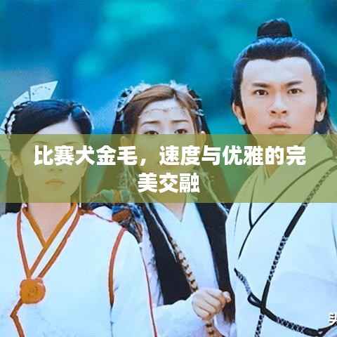 比赛犬金毛,速度与优雅的完美交融