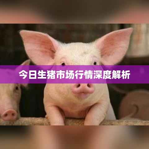 今日生猪市场行情深度解析