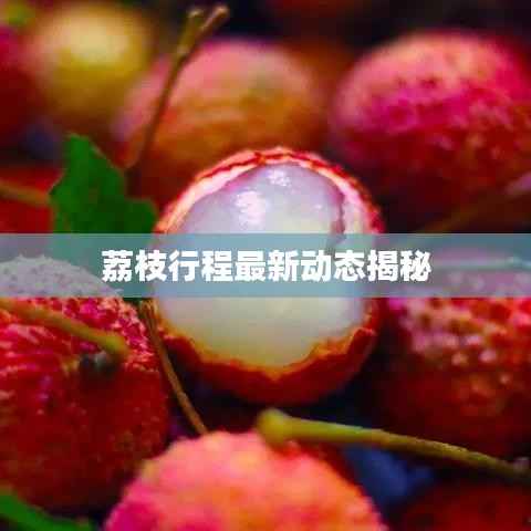 荔枝行程最新动态揭秘