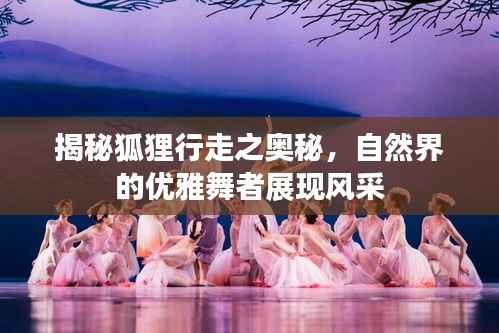 揭秘狐狸行走之奥秘,自然界的优雅舞者展现风采