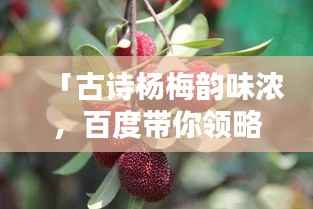 「古诗杨梅韵味浓,百度带你领略其美」