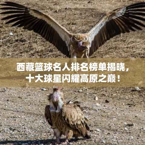 西藏篮球名人排名榜单揭晓,十大球星闪耀高原之巅!