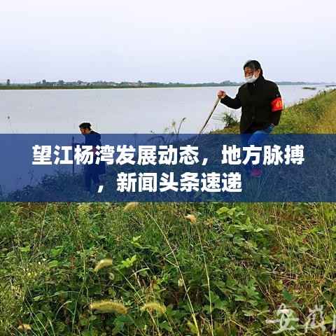 望江杨湾发展动态,地方脉搏,新闻头条速递