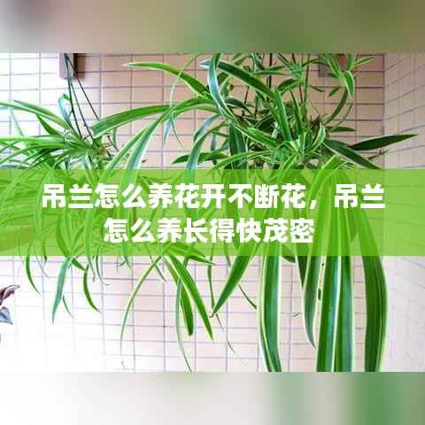 吊兰怎么养花开不断花,吊兰怎么养长得快茂密