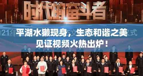 平湖水獭现身,生态和谐之美见证视频火热出炉!