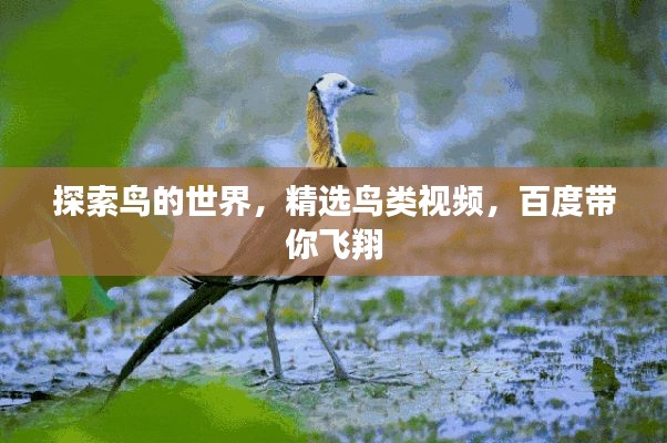 探索鸟的世界,精选鸟类视频,百度带你飞翔